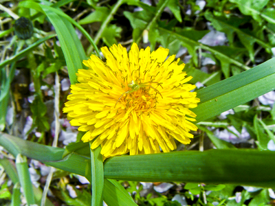 Spider insects yellow photo