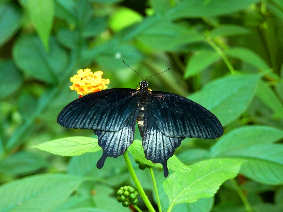 Butterfly bug flower