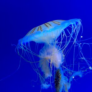 Jellyfish sea ocean