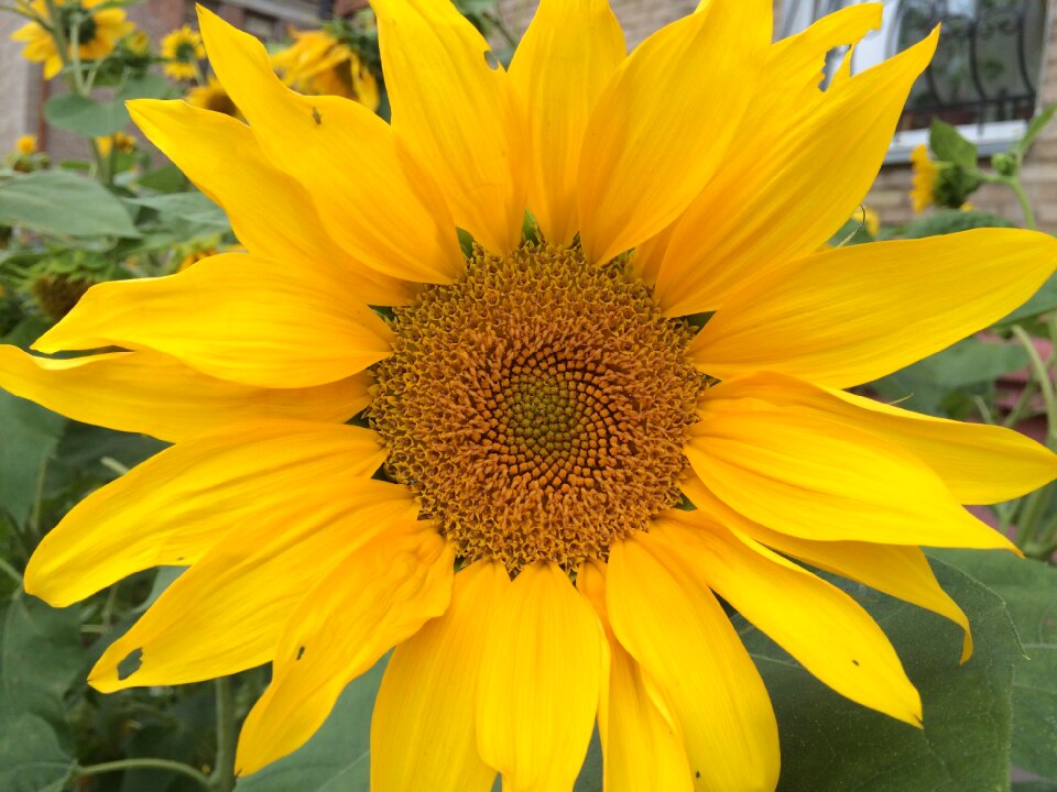 Summer plants nature