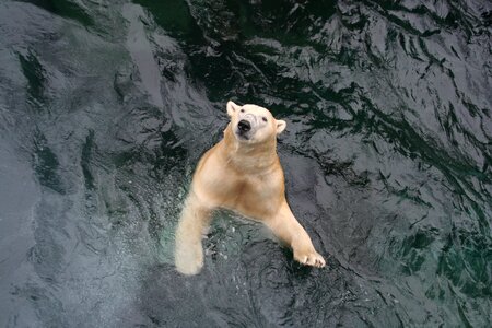 Wet yukon zoo
