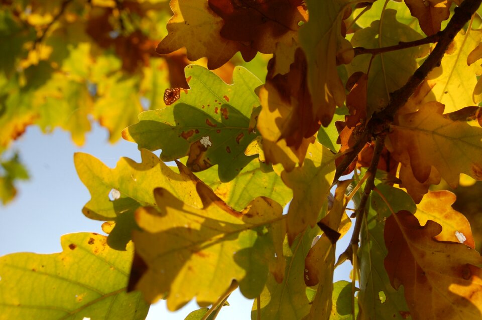 Autumn oak leaf