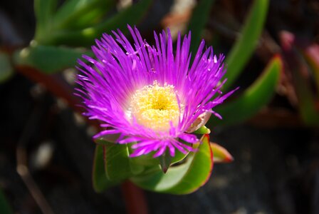 Nature petals color purple