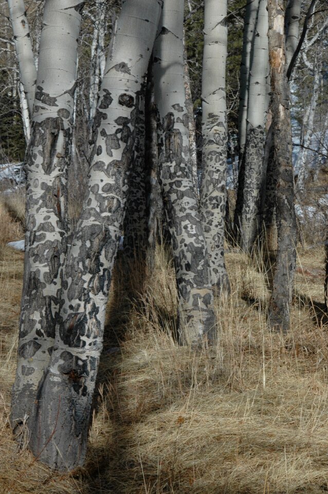 Grove colorado