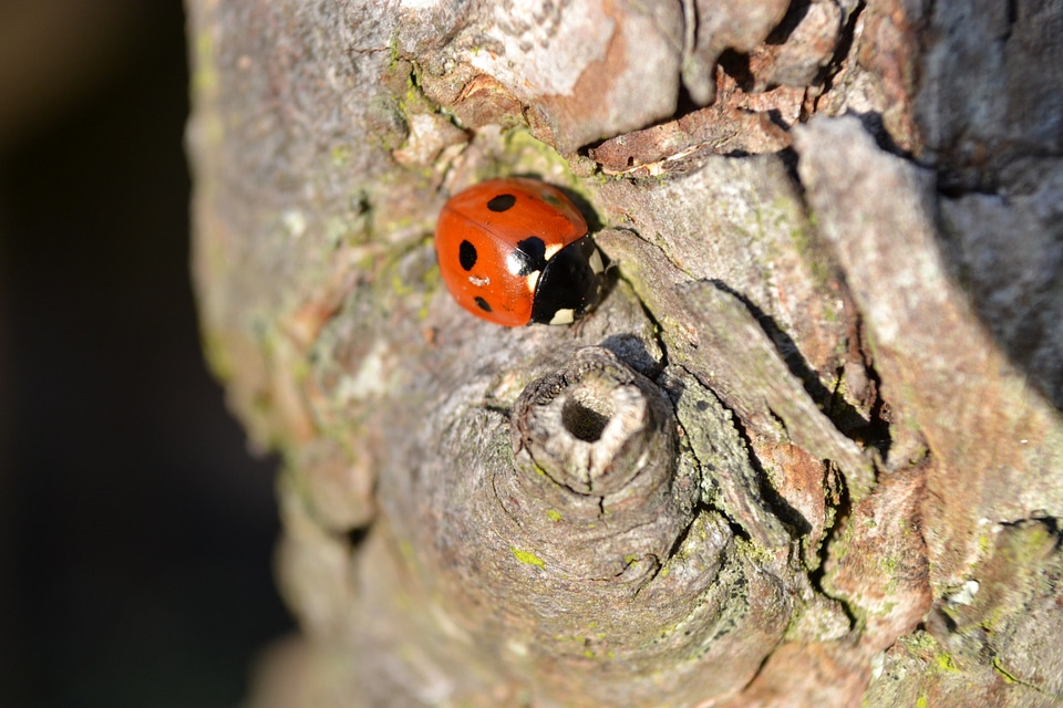 Black ladybird close-up