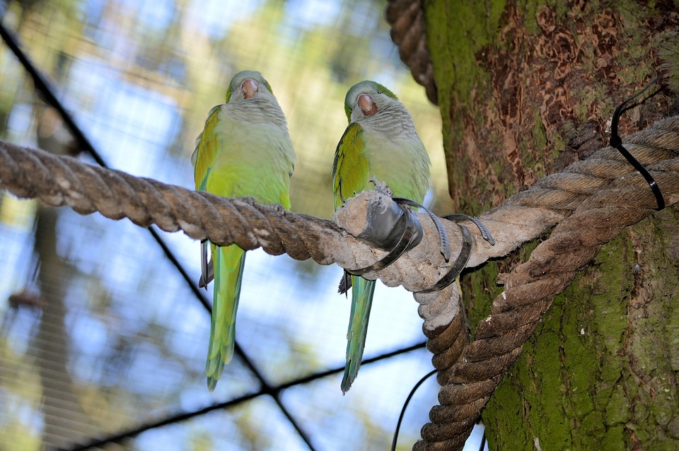 Bird fly wings