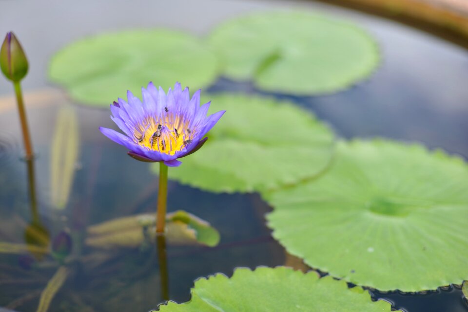 Flowers lily pads pond