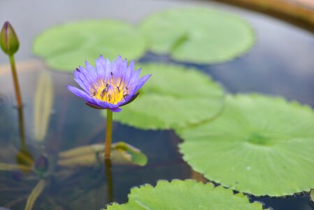 Flowers lily pads pond photo