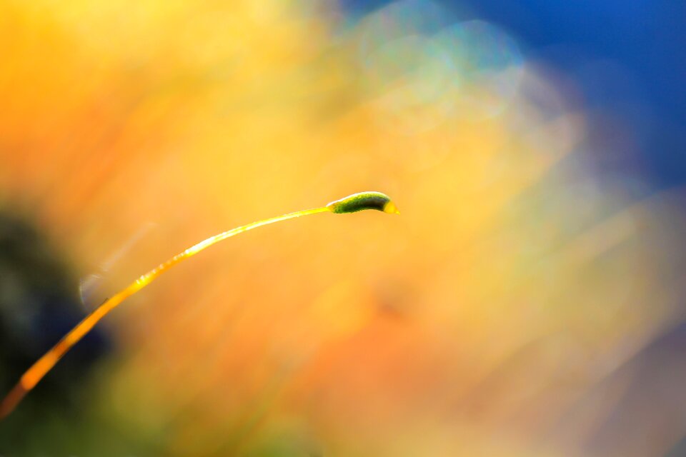 Plant macro bokeh