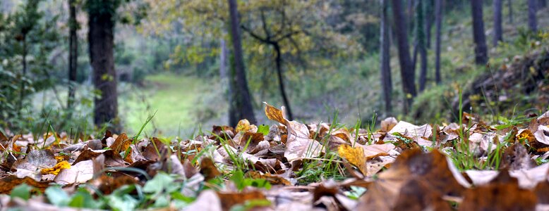Golden autumn nature red