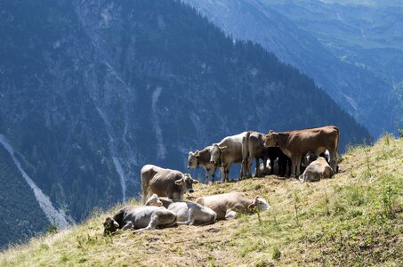 Cows alpine meadow mountains photo