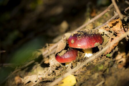 Red mushroom pigeon mushrooms nature
