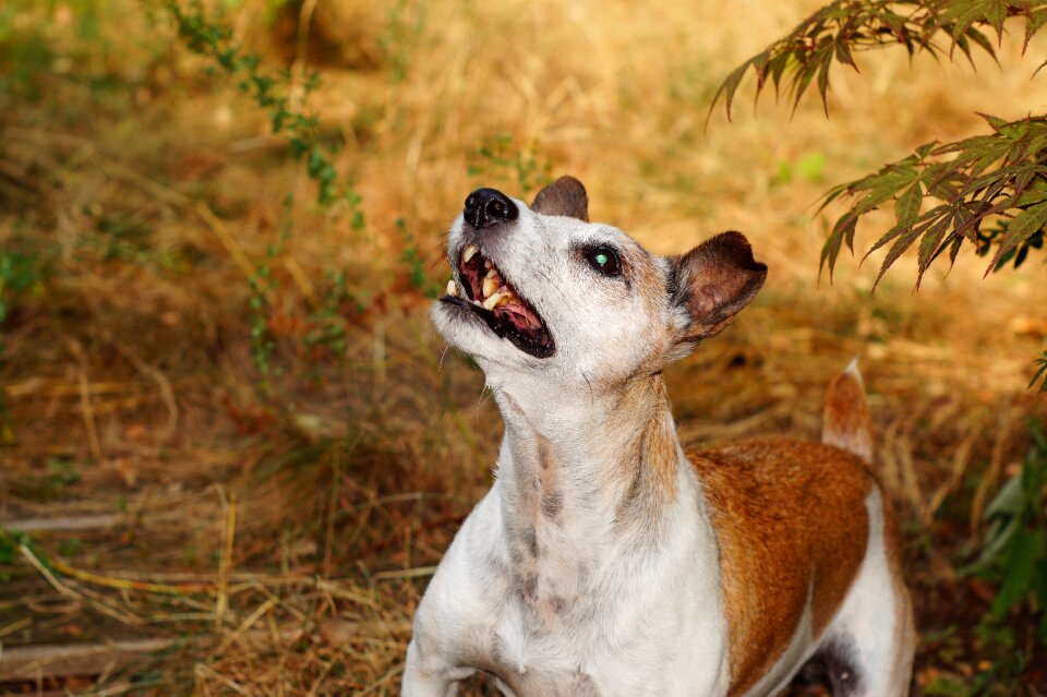 Parson russell purebred dog happy
