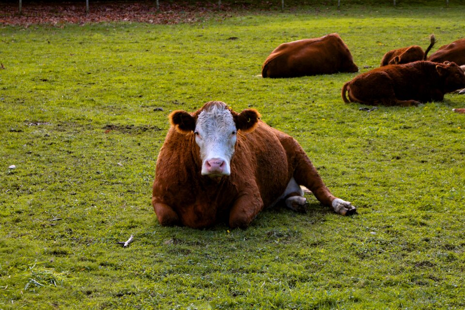 Country farming natural