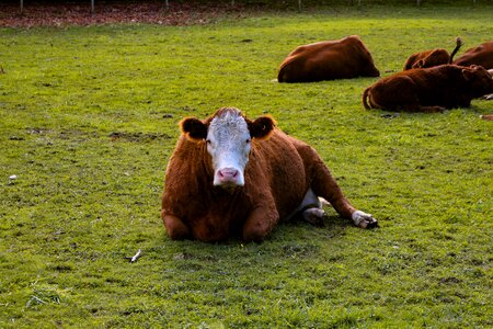 Country farming natural photo