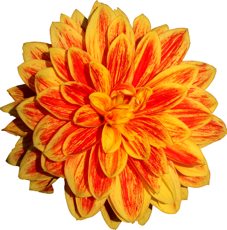 Flower orange yellow