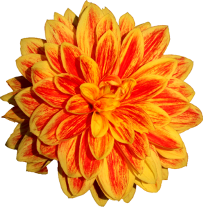 Flower orange yellow