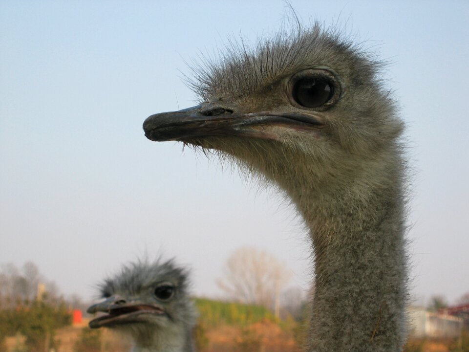 Animal nature animals