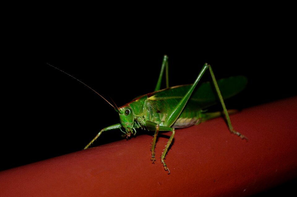 Grasshopper insect tettigonia viridissima