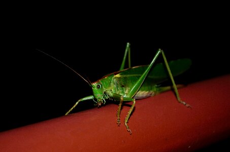 Grasshopper insect tettigonia viridissima photo