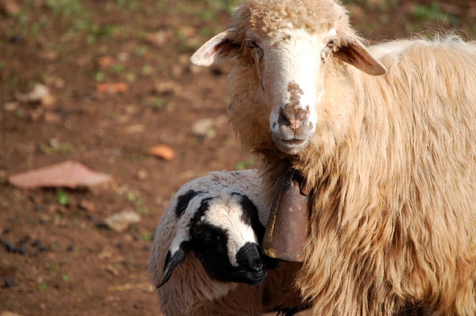Flock farm animals
