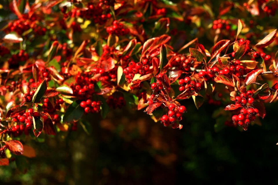 Branch bright season