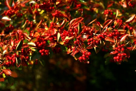 Branch bright season