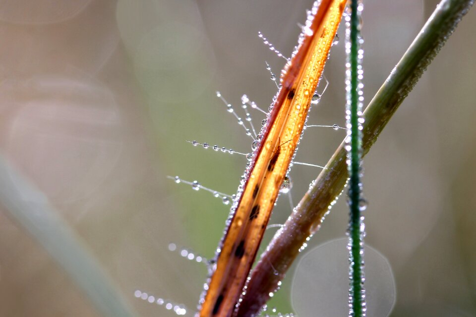 Glamour blades of grass nature photo