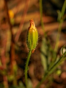 Green brown bokeh photo