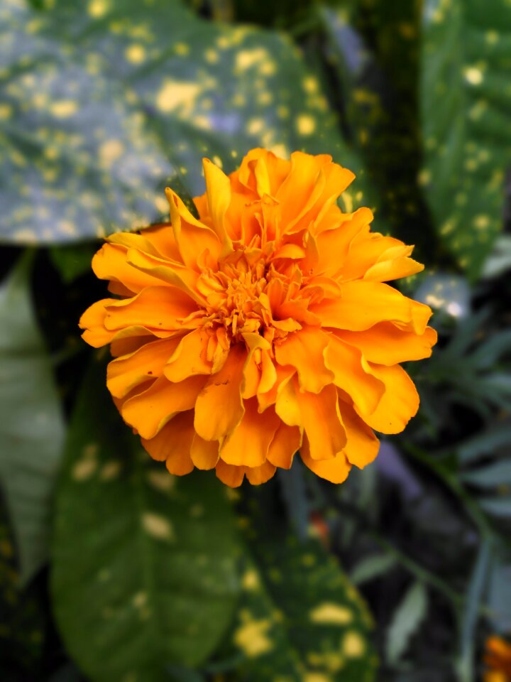 Orange bloom plant