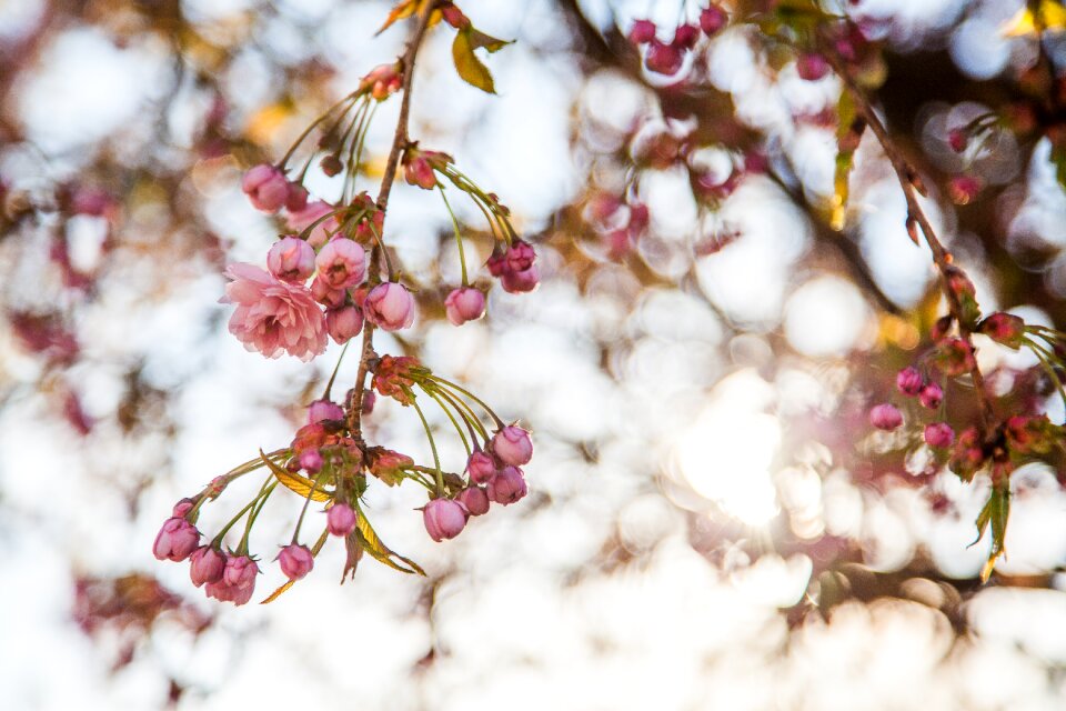 Flowers spring the buds photo