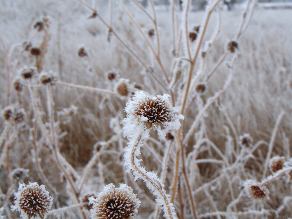 Frozen nature field