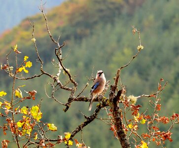 Jay nature luxembourg