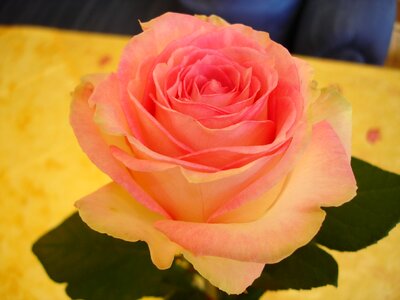 Pink pale petals