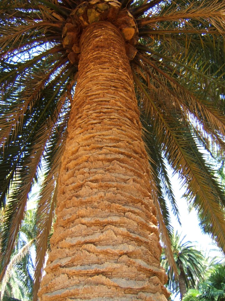 Palm big texture