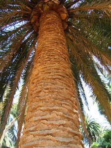 Palm big texture