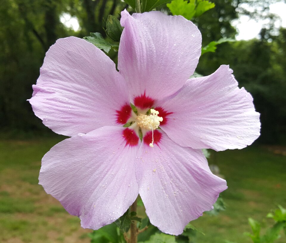 Sharon nature red