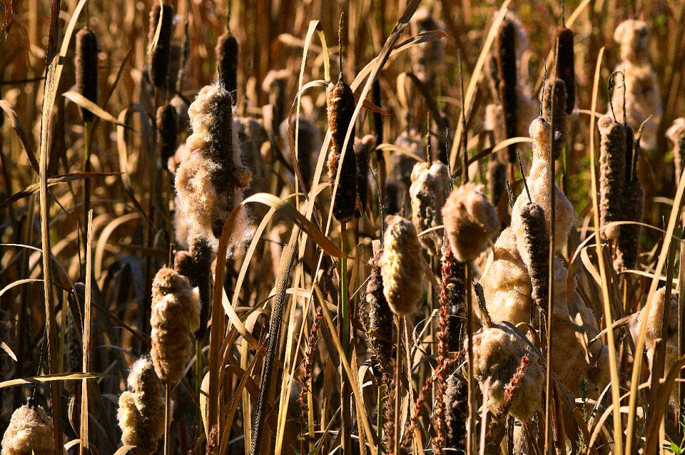 Nature plant wetland