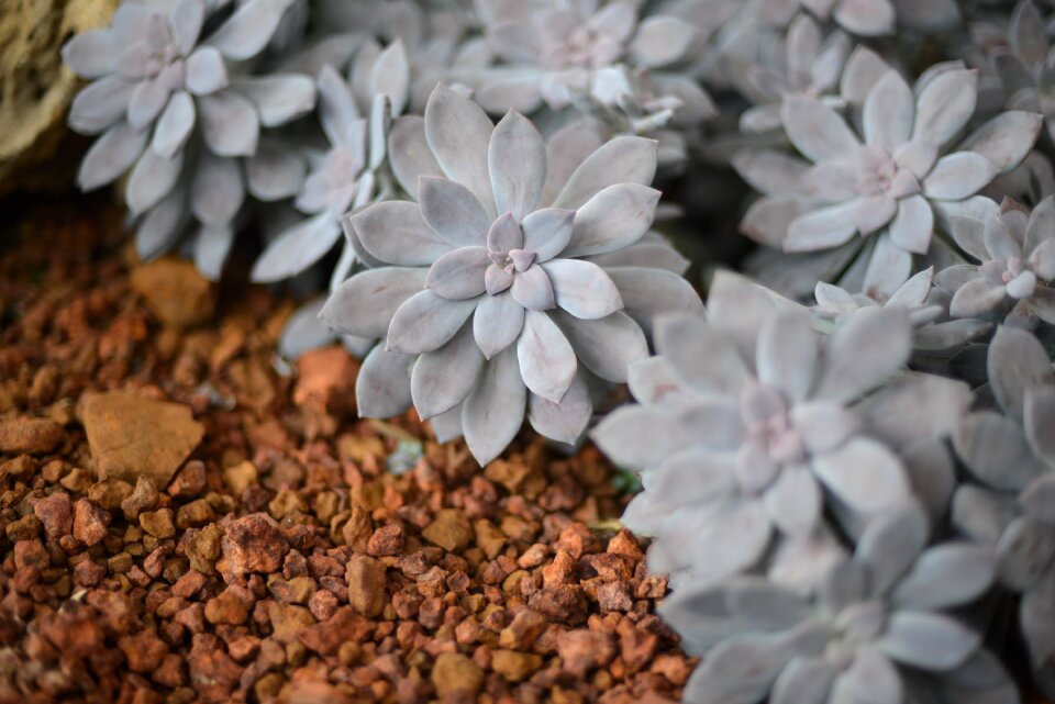 Juicy gray autumn leaves