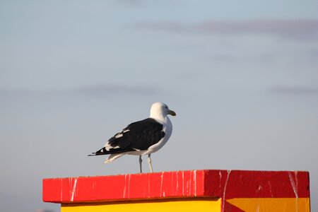 Seagull blue inspiration