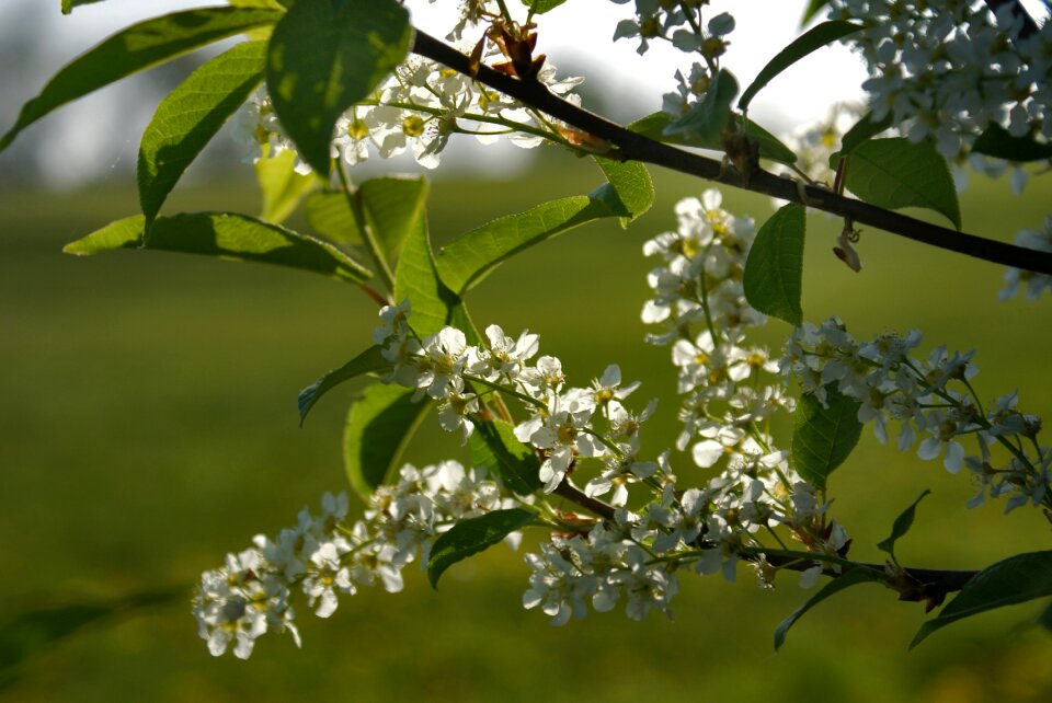 Prunus padus padus avium spring