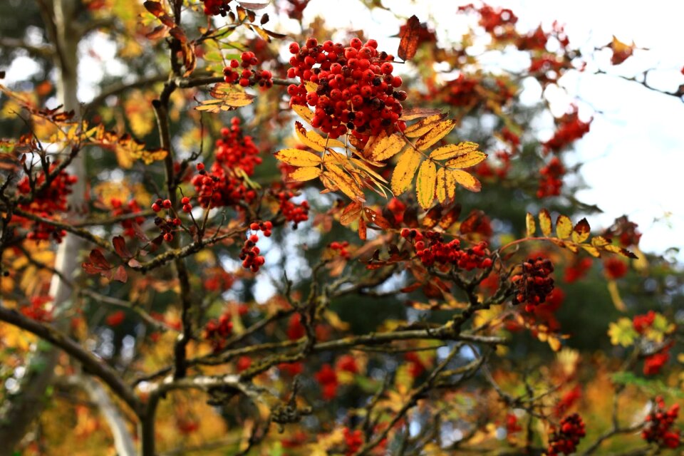 Autumnal berries yellow