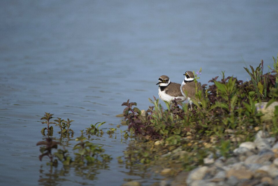 Field birds ddo ariège