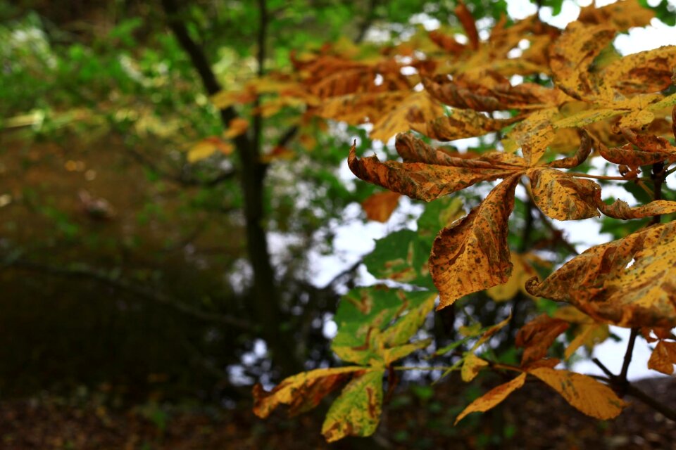 Foliage tree nature