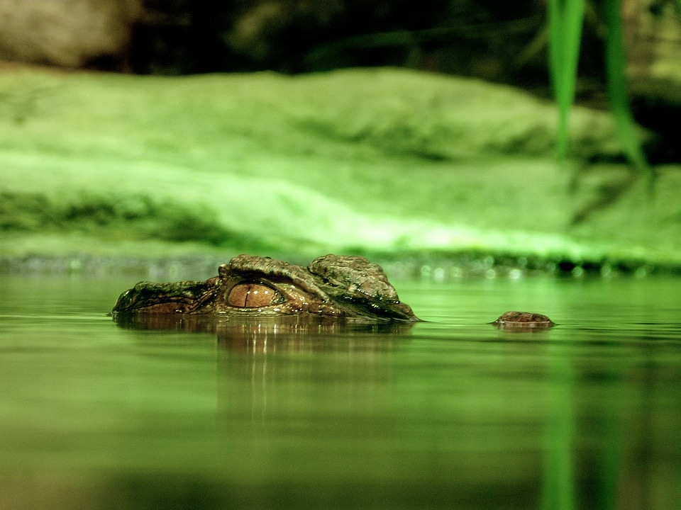 Reptile water looking