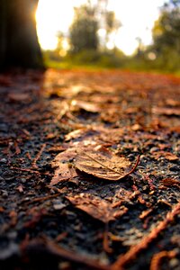 Autumn sunlight forest