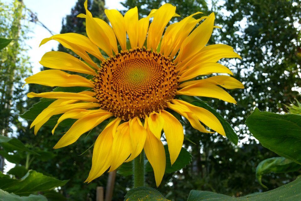 Spring yellow