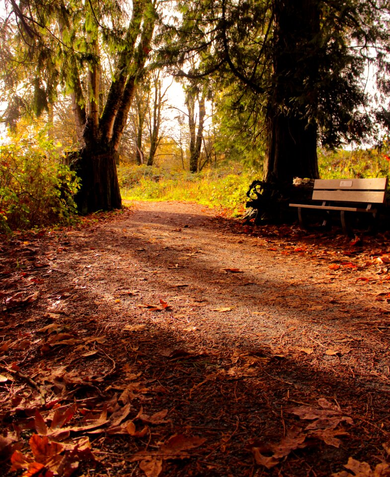 Fall nature autumn leaves