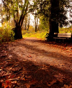 Fall nature autumn leaves