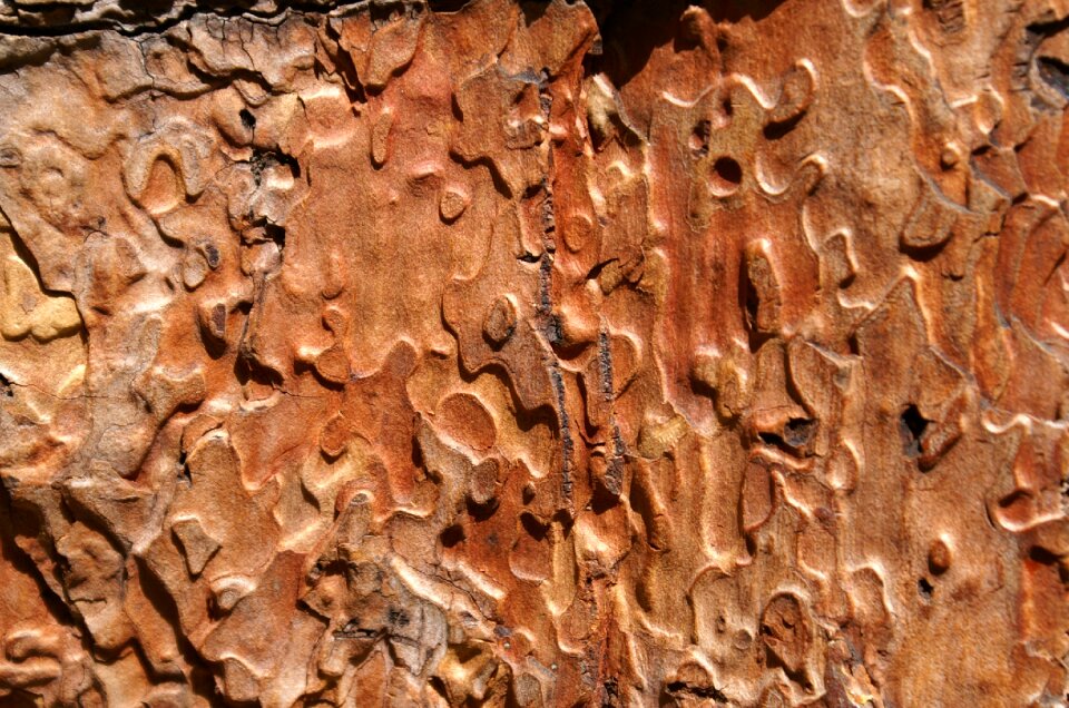 Wood brown nature